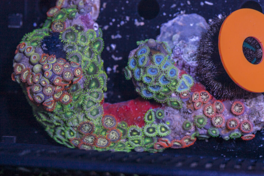 Zoanthids