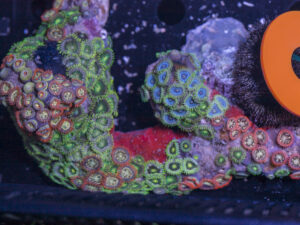 Zoanthids