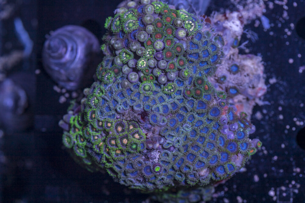Zoanthids