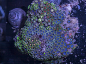 Zoanthids