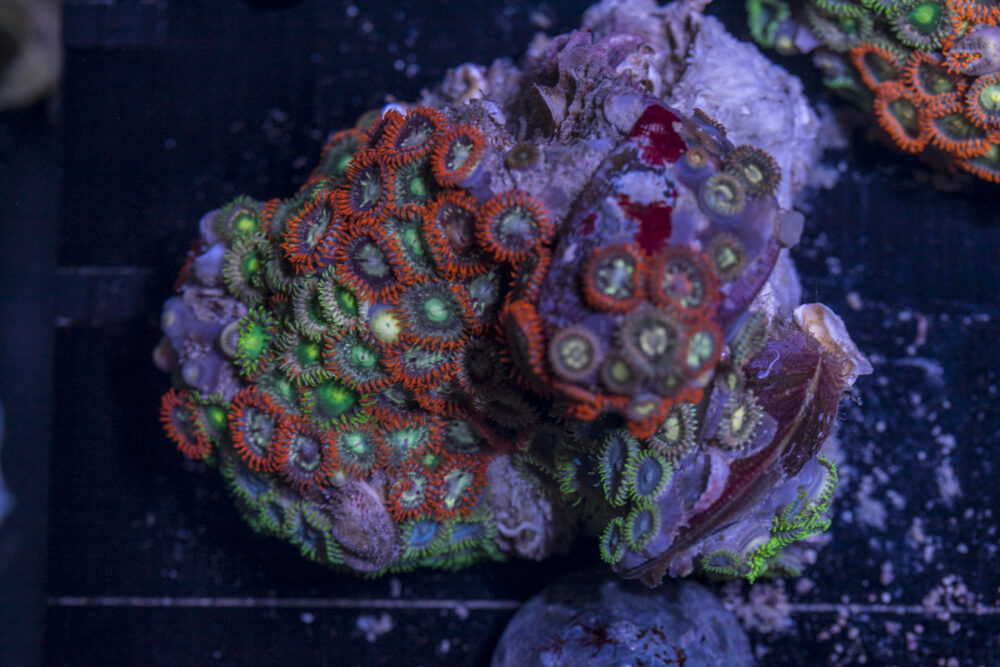 Zoanthids