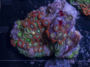 Zoanthids