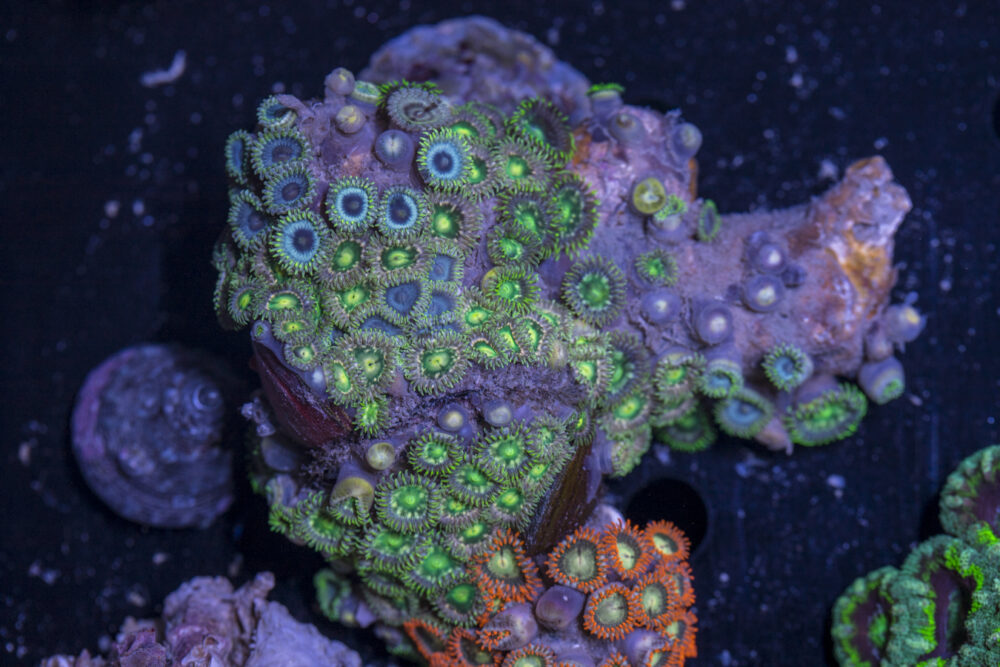 Zoanthids