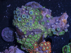 Zoanthids