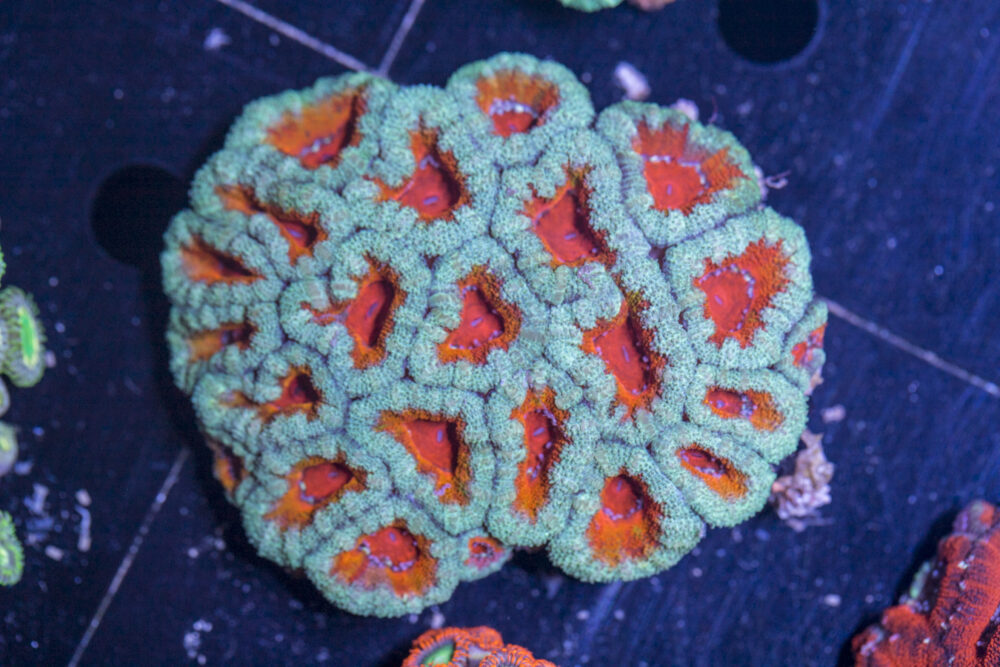 Acan - Lord Howe