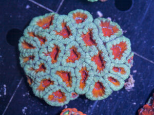 Acan - Lord Howe