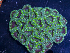 Acan - Lord Howe