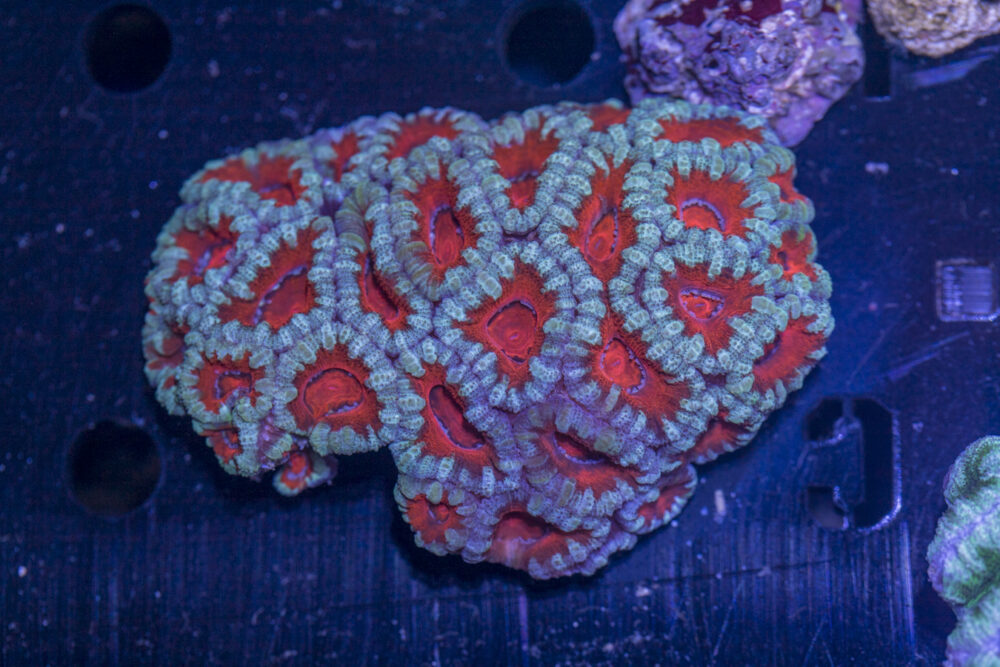 Acan - Lord Howe