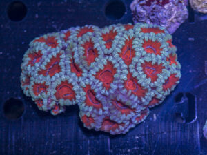 Acan - Lord Howe