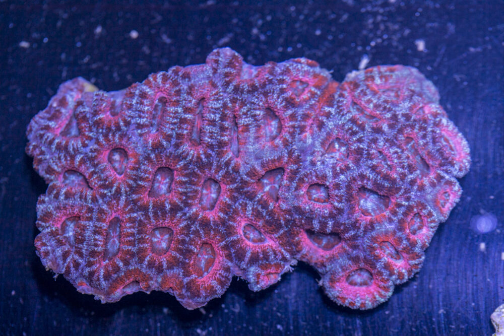 Acan - Lord Howe