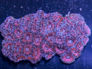 Acan - Lord Howe