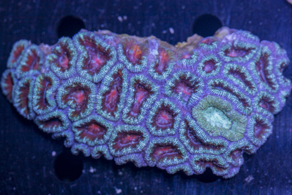 Acan - Lord Howe