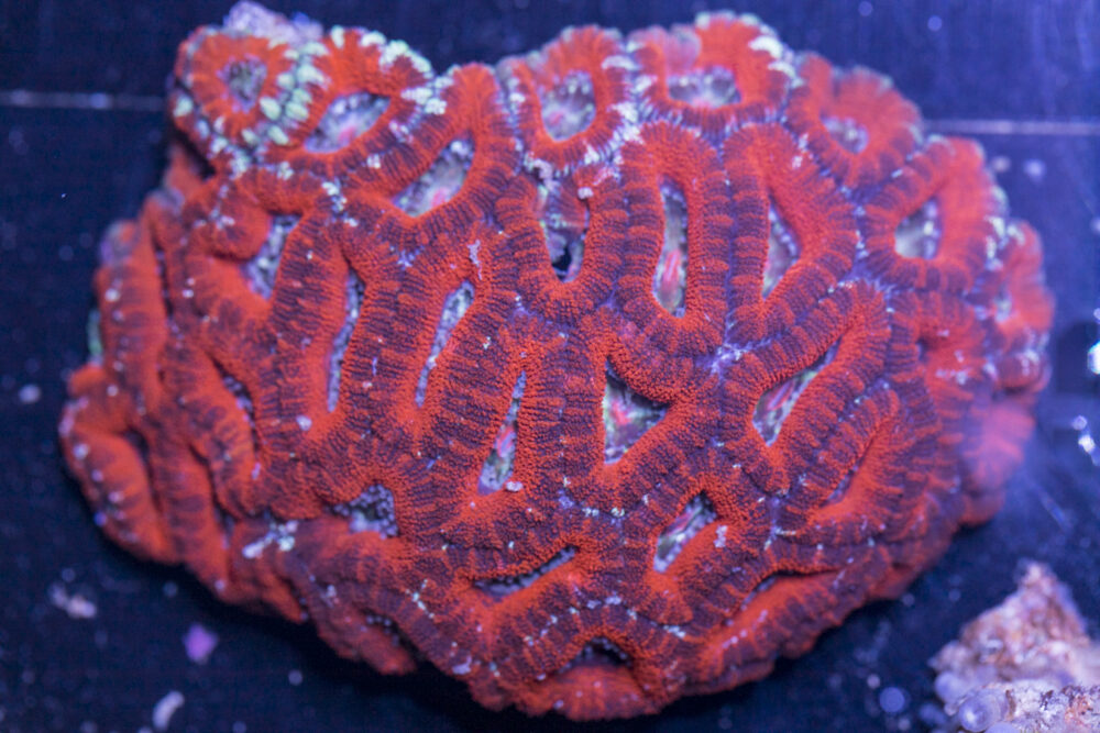 Acan - Lord Howe