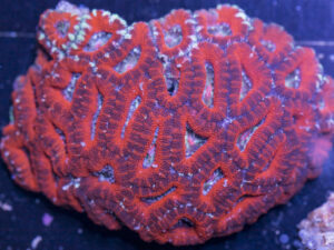 Acan - Lord Howe