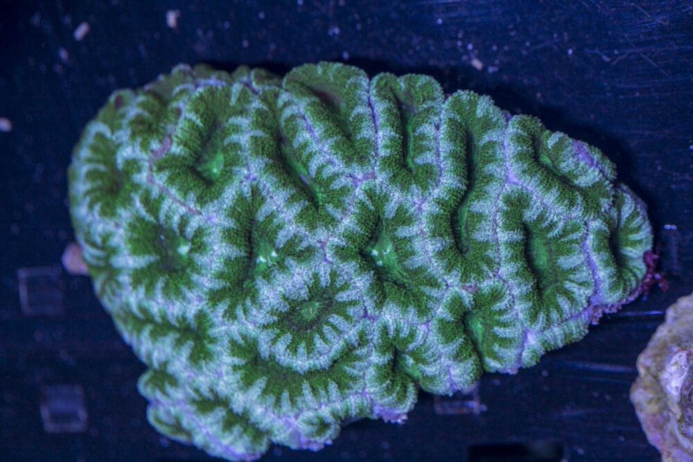 Acan - Lord Howe
