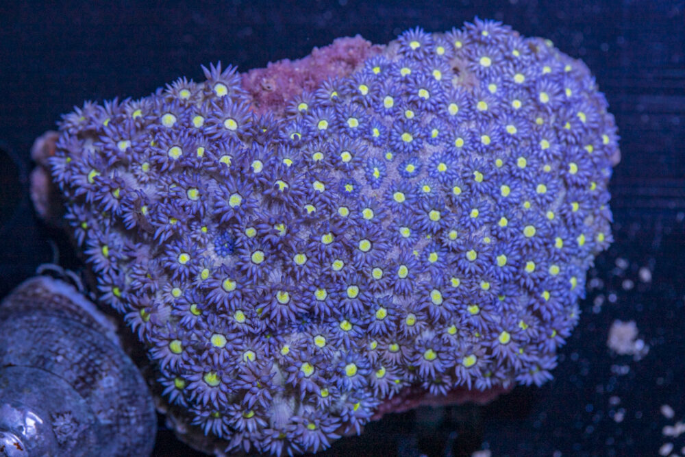 Goniopora