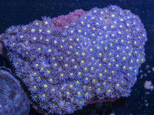 Goniopora