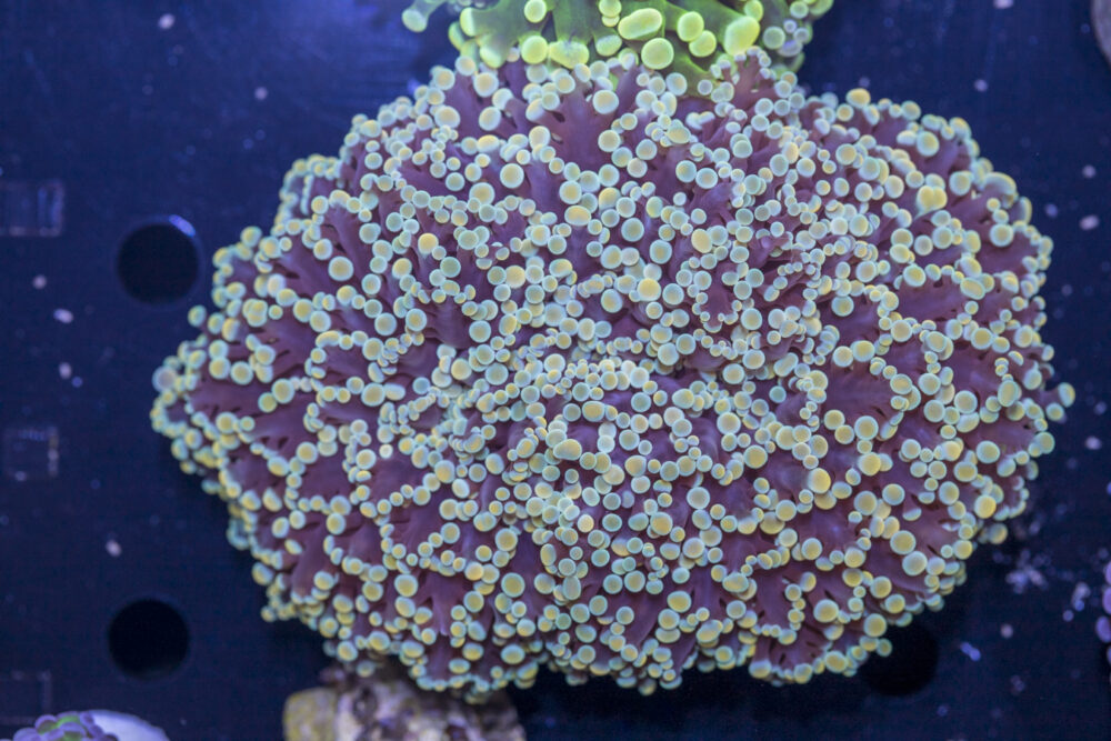 Frogspawn
