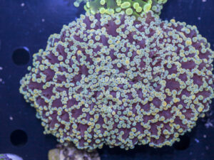Frogspawn