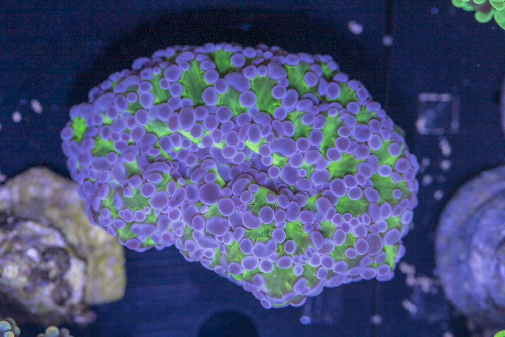 Frogspawn