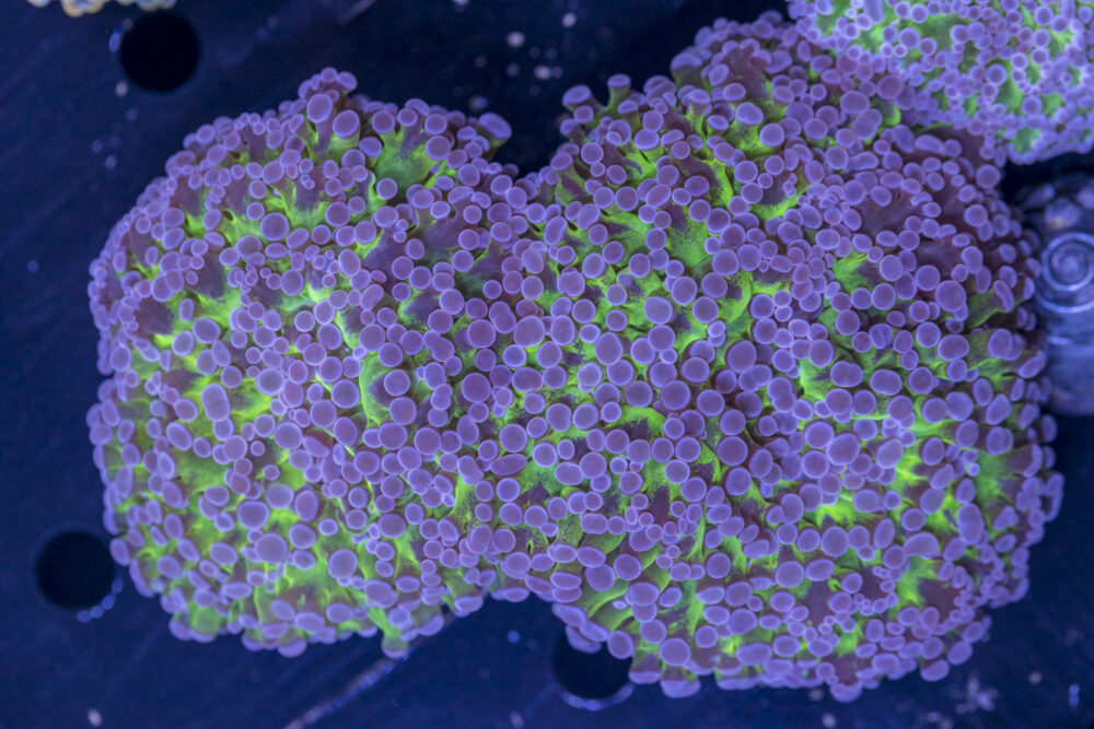 Frogspawn