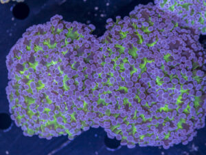 Frogspawn