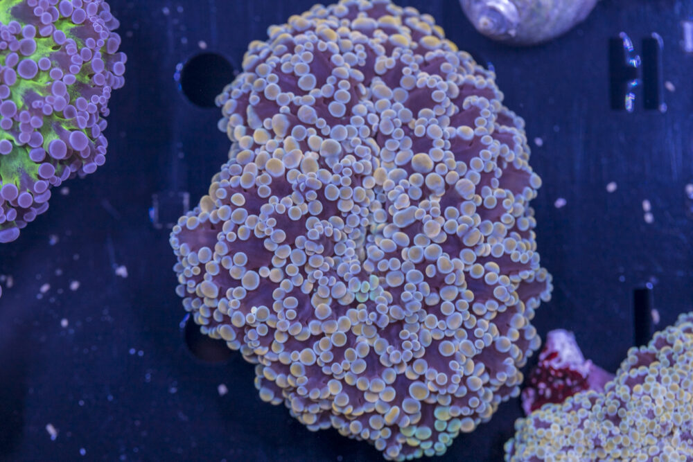 Frogspawn