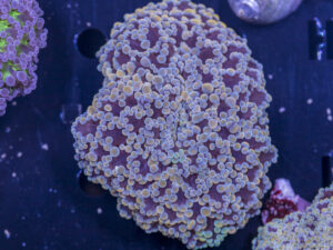 Frogspawn