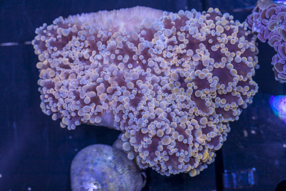 Frogspawn