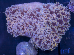 Frogspawn