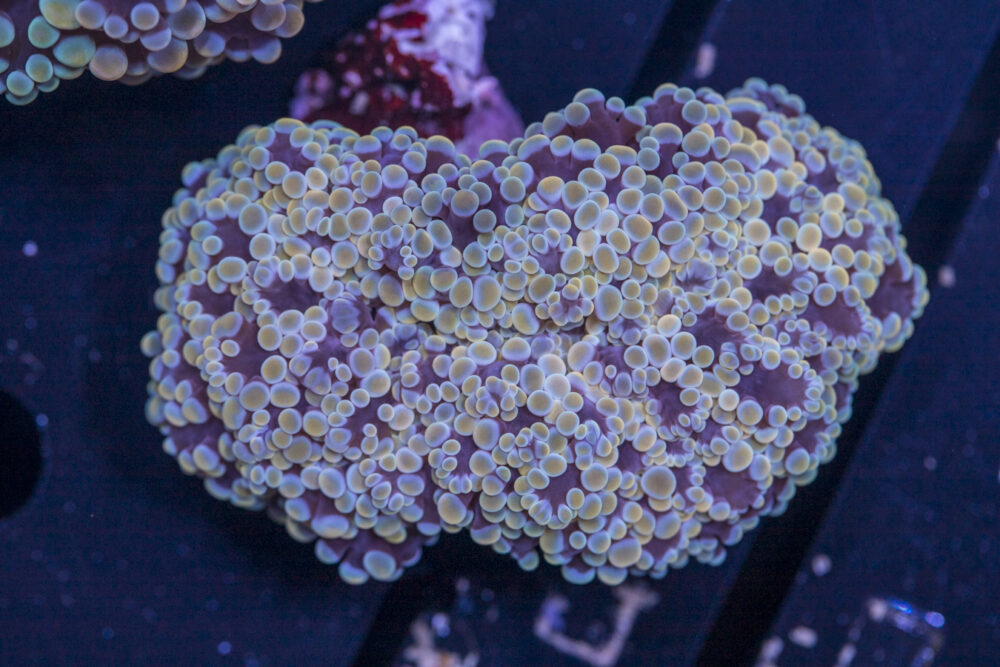Frogspawn