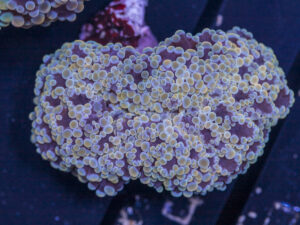Frogspawn