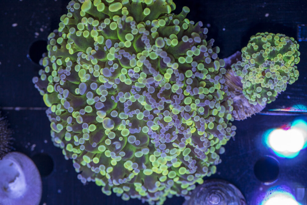 Frogspawn - Holy Grail