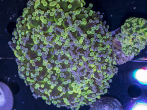 Frogspawn - Holy Grail