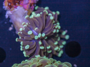 Torch - Mint Tip Gold