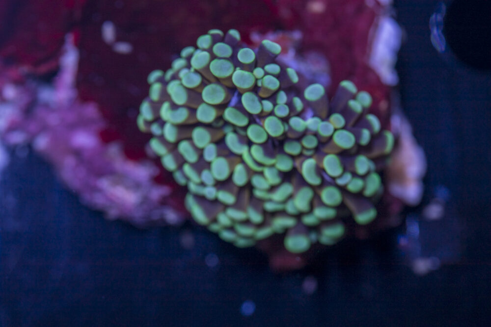 Torch - Mint Tip Gold
