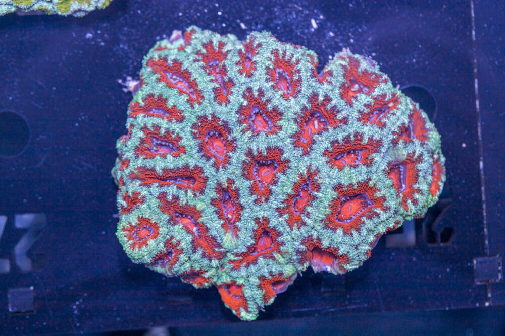 Acan - Lord Howe