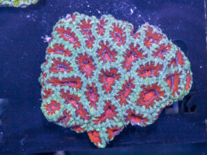 Acan - Lord Howe