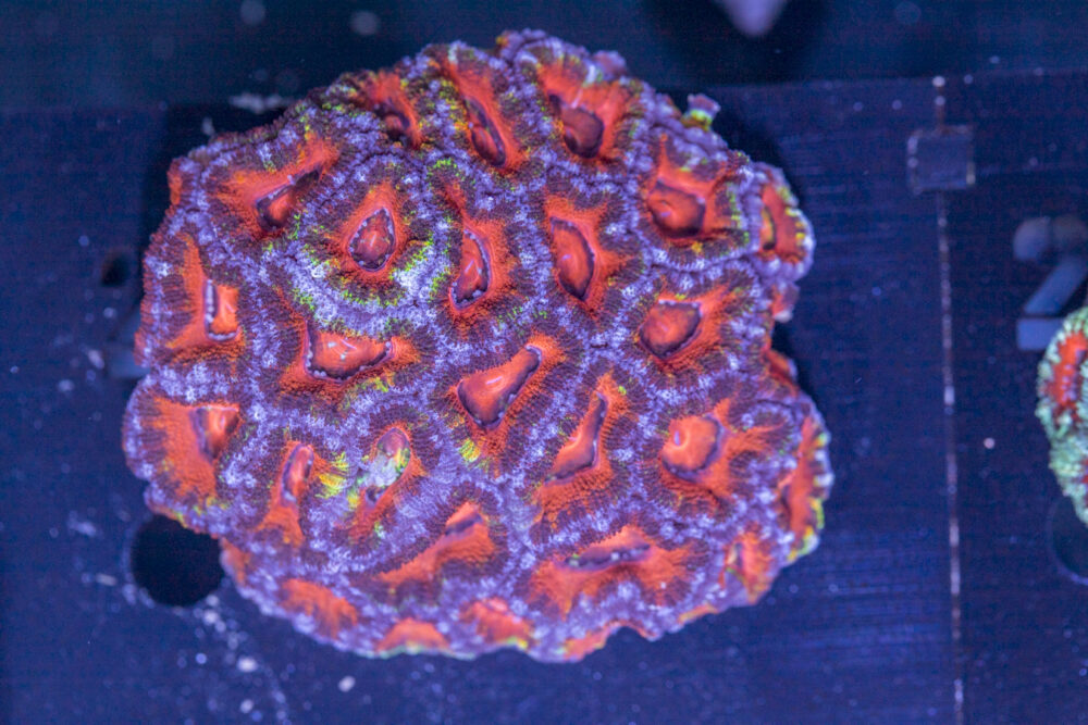 Acan - Lord Howe