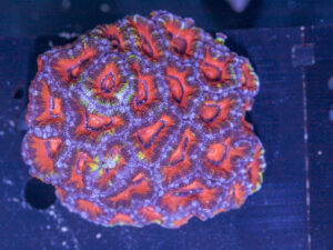 Acan - Lord Howe