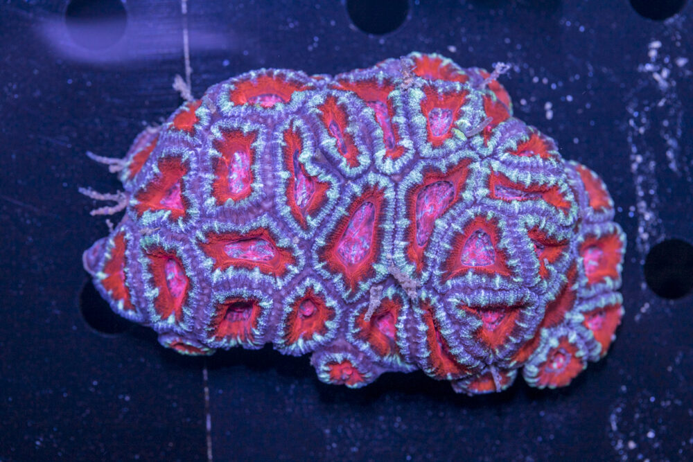 Acan - Lord Howe