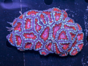 Acan - Lord Howe