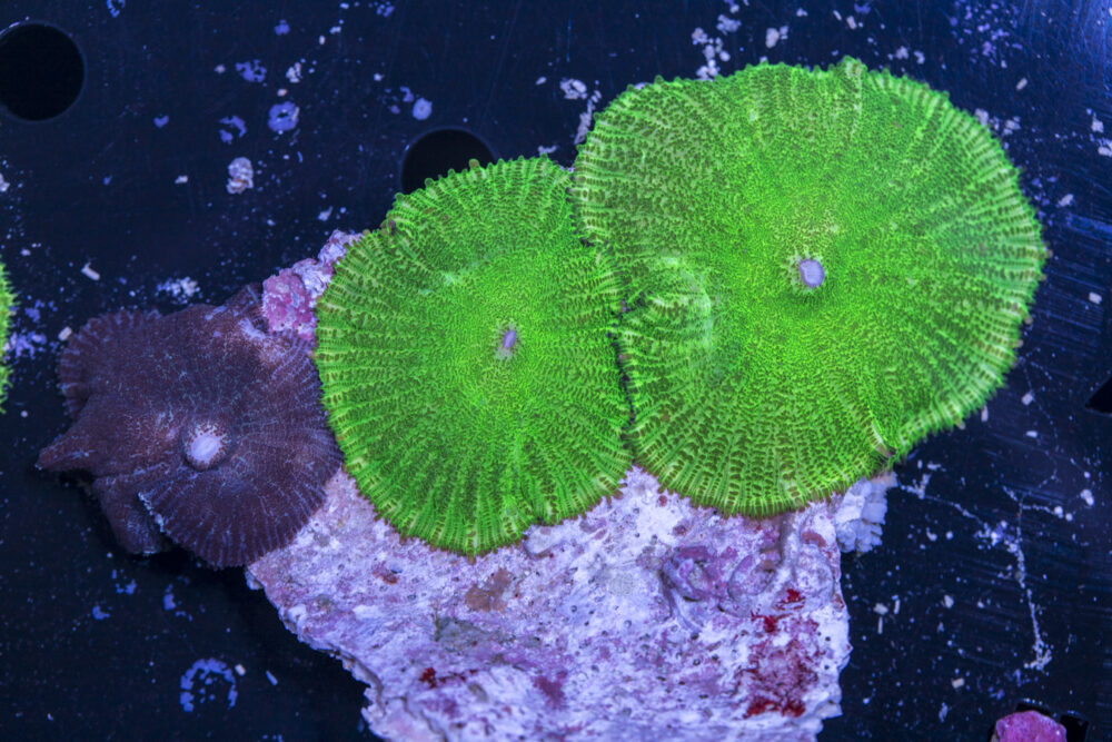 Rhodactus