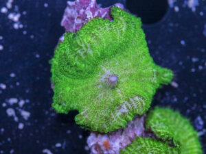 Rhodactus