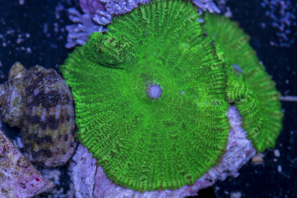 Rhodactus