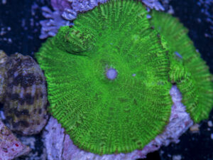 Rhodactus