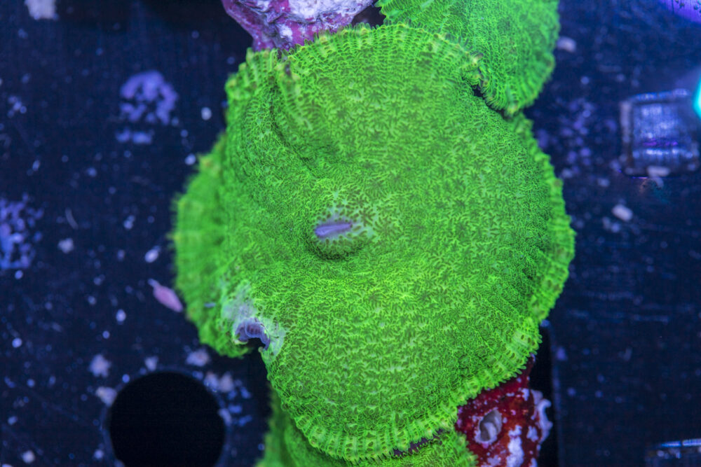 Rhodactus