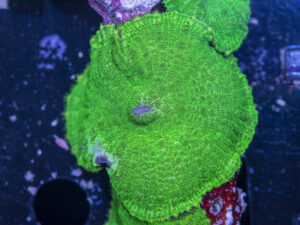 Rhodactus