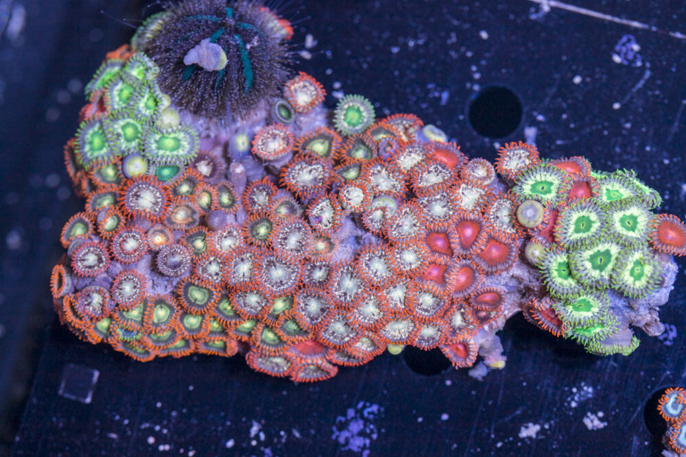 Zoanthids