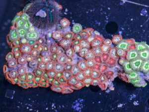 Zoanthids